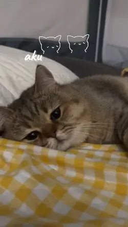 aku hari hari ini