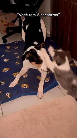Meme cão agitado