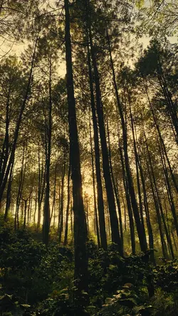 vibes pagi dihutan