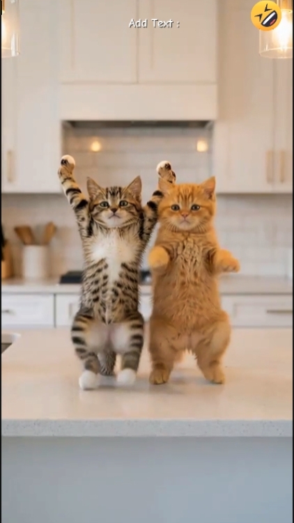 Kucing lucu. 