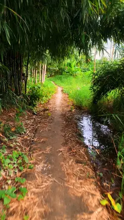 Tua nhanh chil