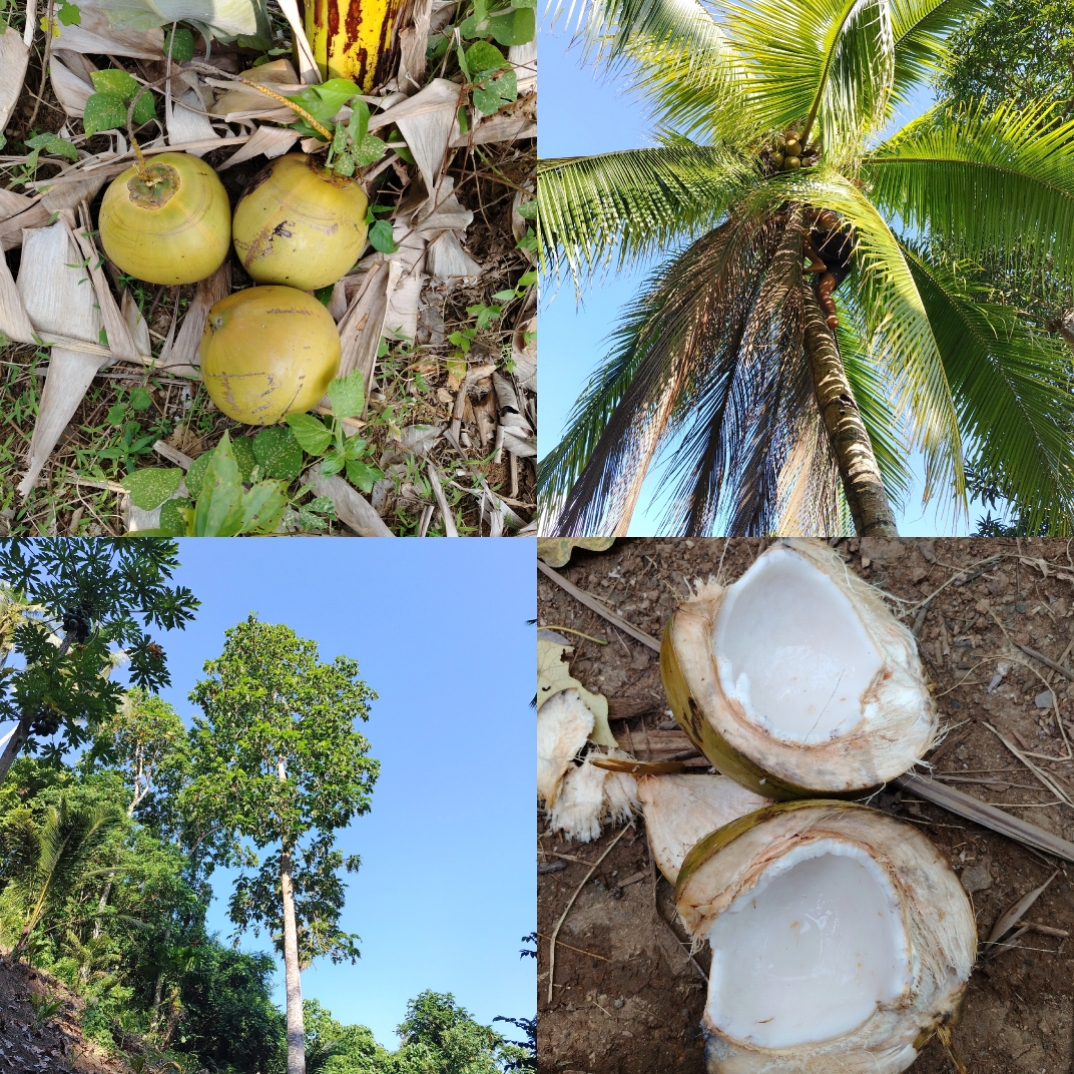 Coconut 