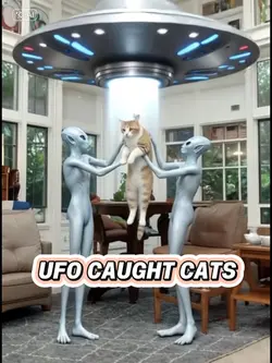 UFO CAUGHT CATS
