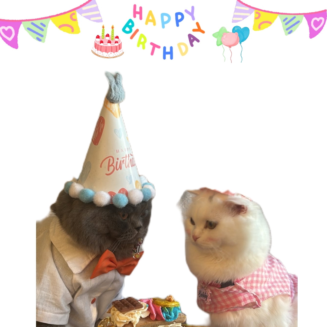 happy birthday cat