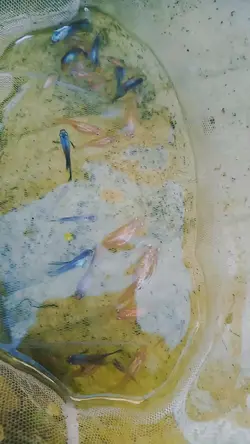 suara burung brkicau