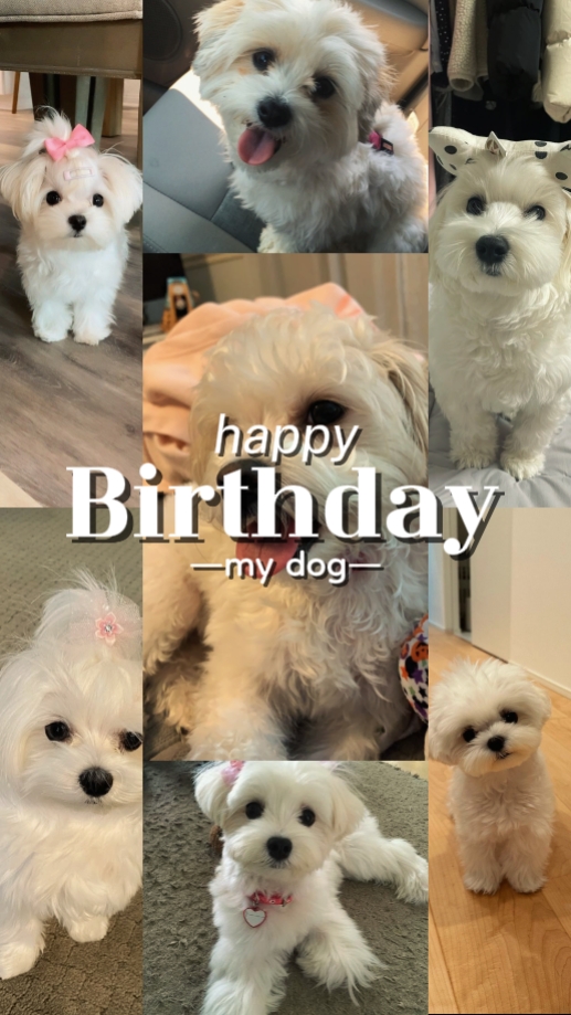 Dog Birthday 