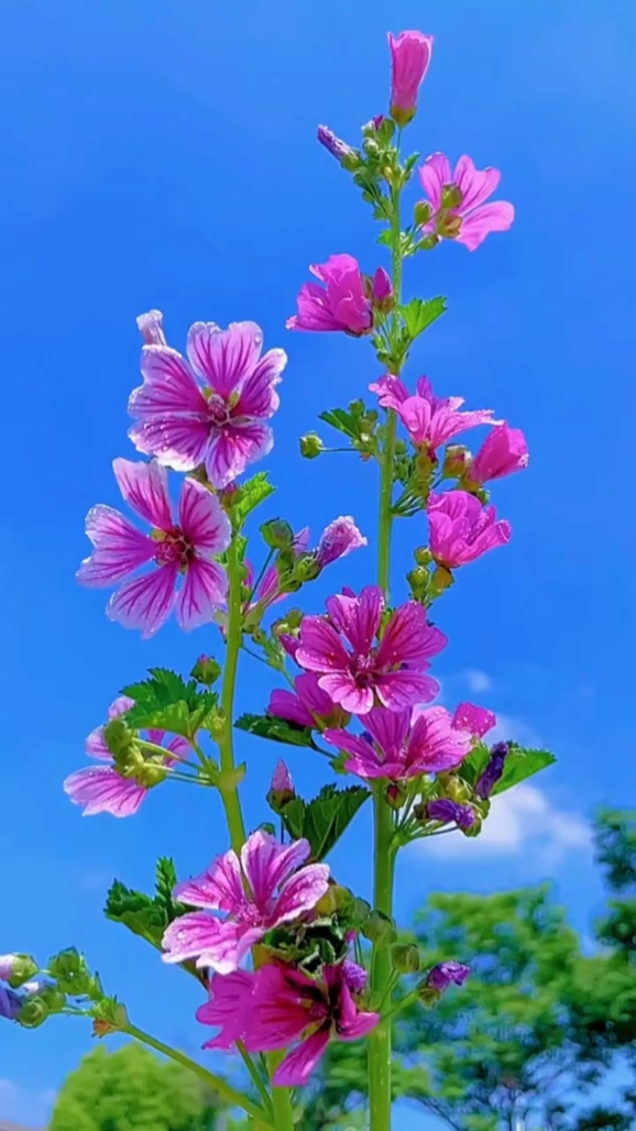 năm mu