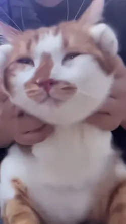 ver kucing