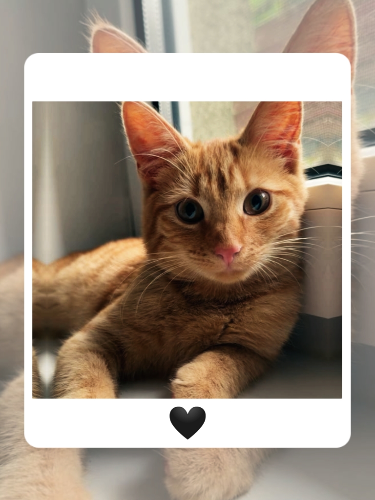 my cat