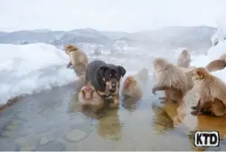 Bubbles