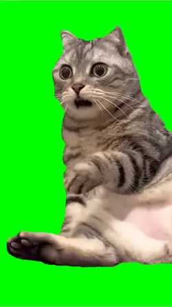 Shocked Cat Meme