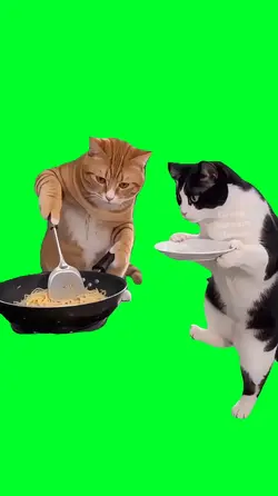 Cooking cats