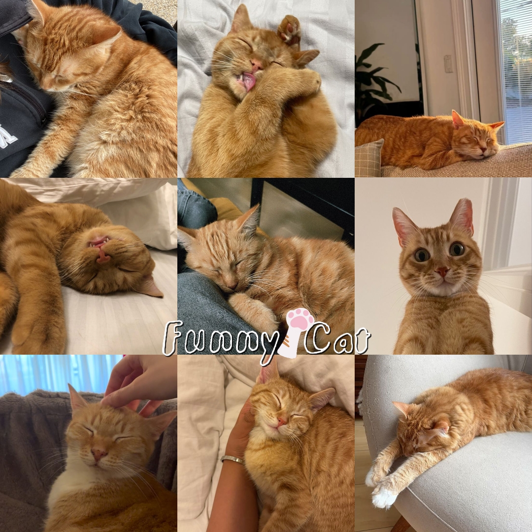 komik kedi
