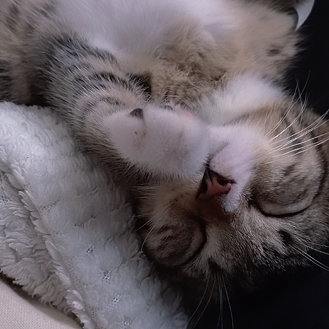 EDIT FOR CAT