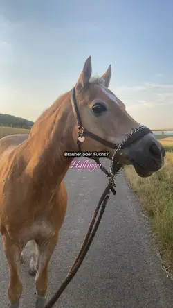 Haflinger🙌😍