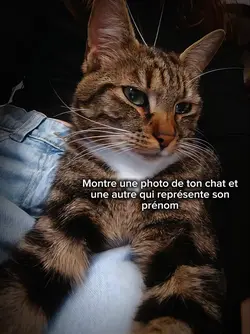 Photo de ton chat 