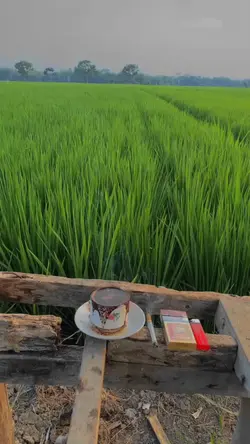 demi nyai