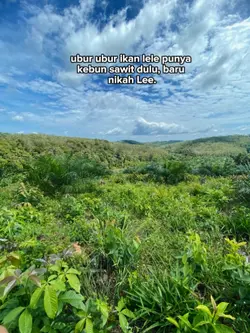 punya kebun sawit 