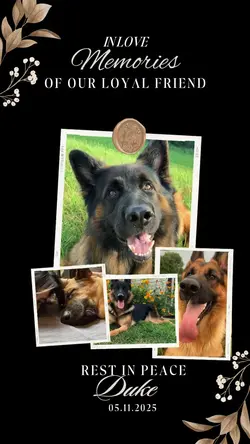 Rest in peace my dog