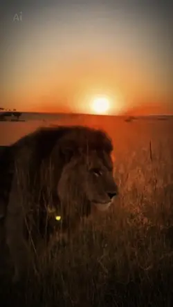 Löwen vermissen auch