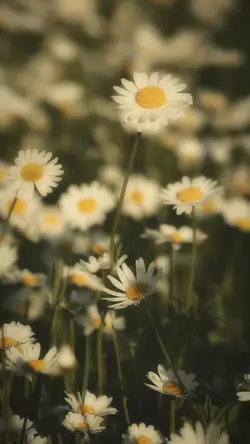 Video Slowmotion