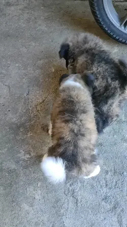 playtime