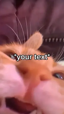 orange cats be like