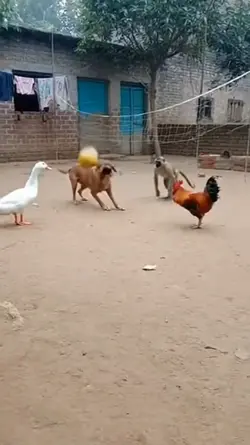 salam olahraga