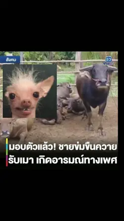 ข่มขืนควาย