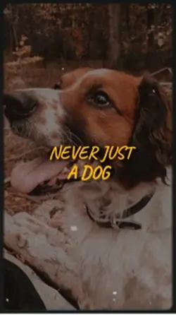 Never just a dog