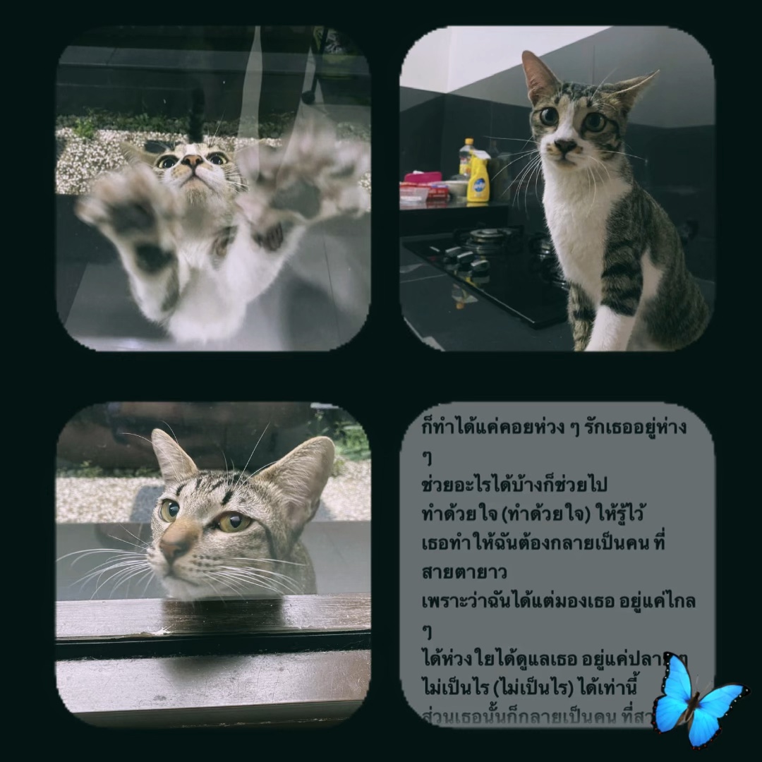 รักเธออยู่ห่างๆ