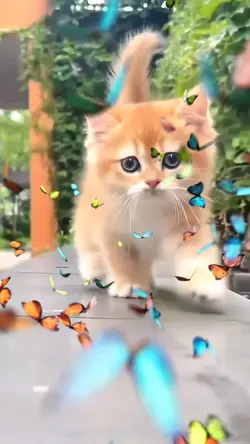 สโลว์แมวเอฟเฟตผีเสื้อ