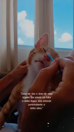 Meu Pet