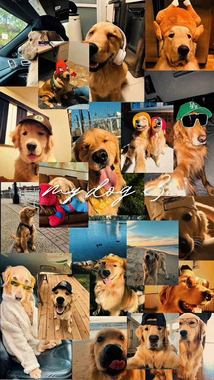 Mi Perro