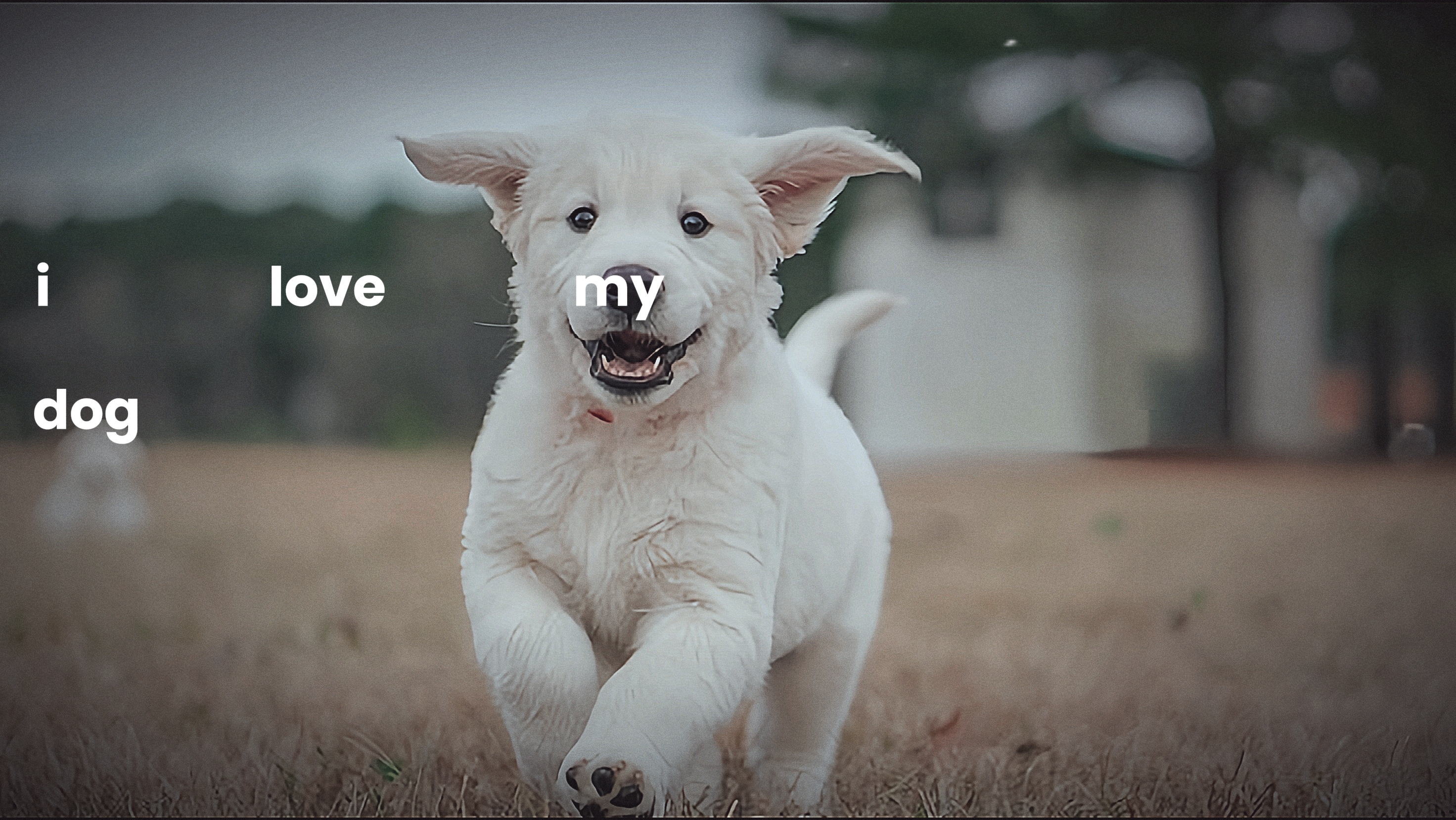 Ich liebe meinen Hund