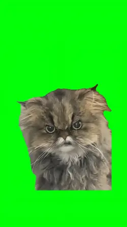 MUGGING CAT