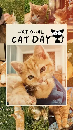National Cat Day🌷