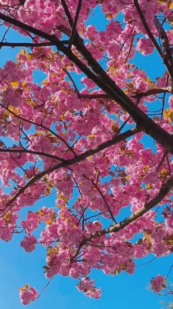 Sakura: A SpringTale