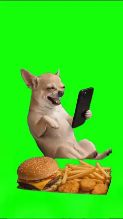 Funny Dog Meme