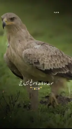 death never give cha