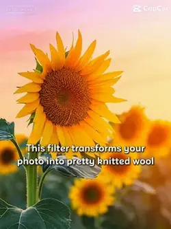 Sunflower knitted