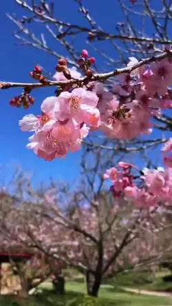 Nature flowers