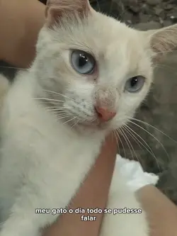 meme animal