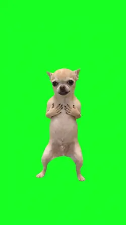 dancing dog