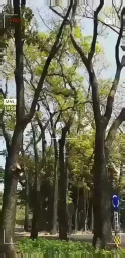 新威國家公園~桃花心木步道