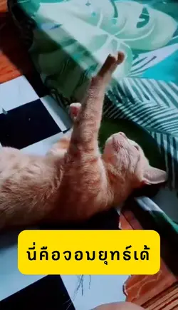 จอมยุทธ์แมวเหมียว