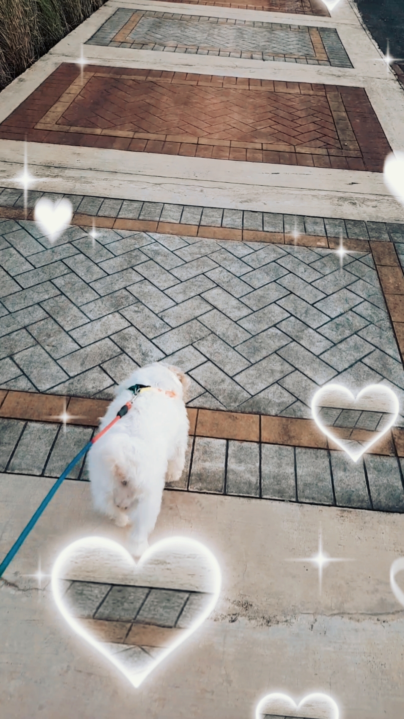 강아지 산책