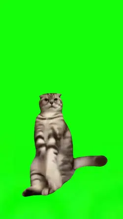 Crazy Cat Dance 