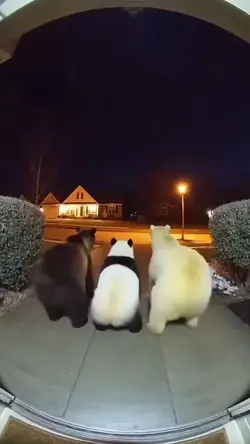 shake shake