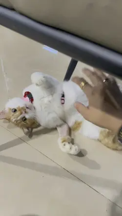 แมวอ้วน